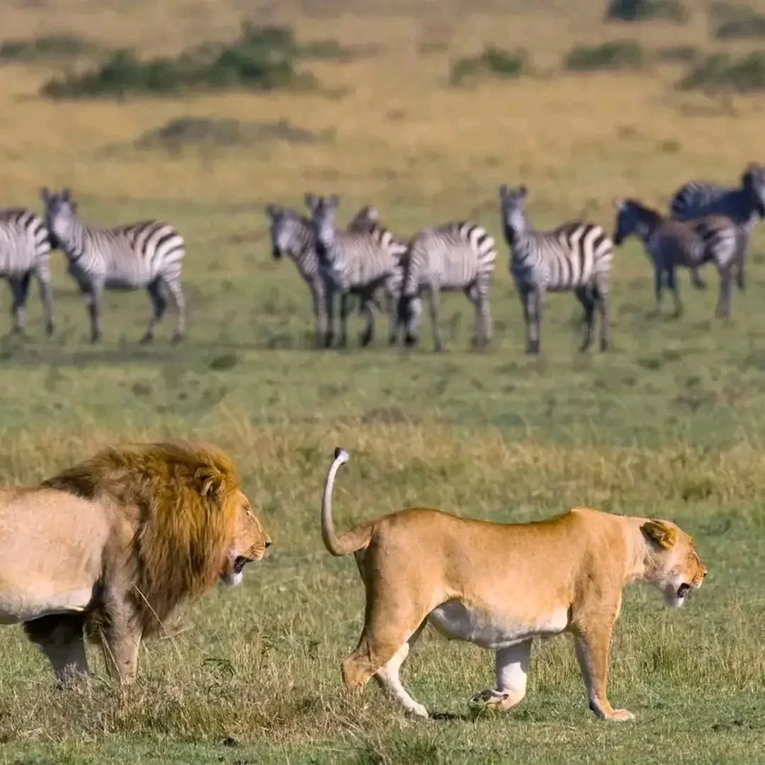 Leoni e zebre nella savana in Tanzania