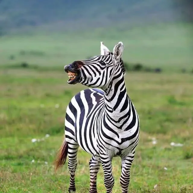 Zebra nella savana della Tanzania